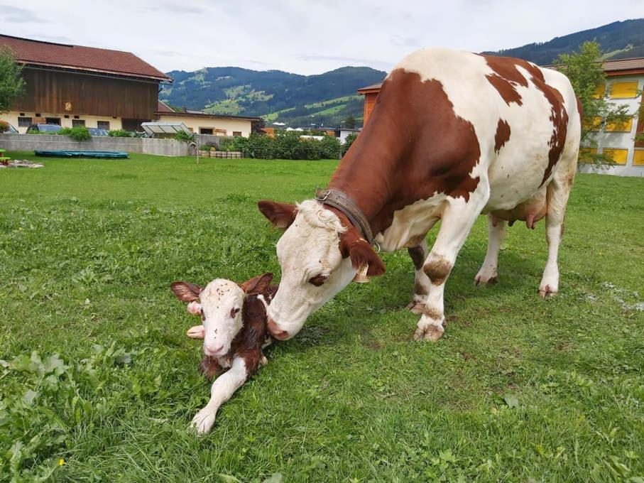Apartamento Hof Obertann Kirchberg in Tirol Exterior foto